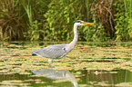 grey heron