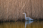 grey heron
