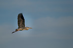 grey heron