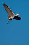 grey heron