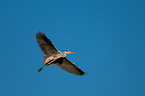 grey heron