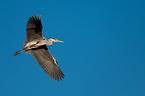 grey heron
