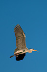 grey heron