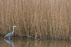 grey heron
