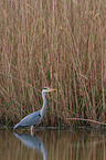 grey heron