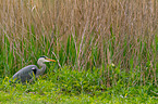 grey heron