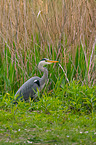 grey heron
