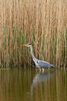 grey heron