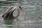 grey heron
