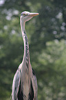 grey heron