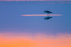 walking Grey Heron