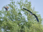flying Grey Heron