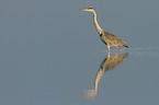walking Grey Heron