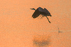 flying Grey Heron