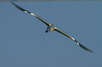 flying Grey Heron