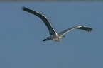 flying Grey Heron