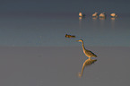 Grey Heron