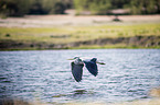 Grey Heron