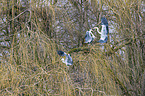 Grey Heron