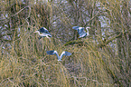Grey Heron