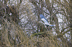 Grey Heron