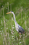 standing Grey Heron