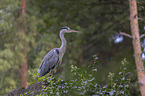 standing Grey Heron