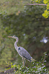 standing Grey Heron