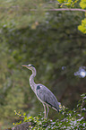 standing Grey Heron