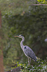 standing Grey Heron