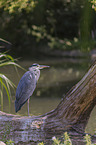 standing Grey Heron