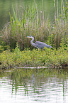 walking Grey Heron