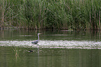 Grey Heron and Black Coot