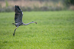 flying Grey Heron