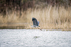 flying Grey Heron