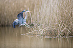 flying Grey Heron