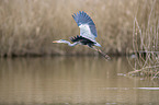 flying Grey Heron