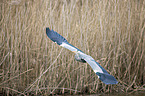 flying Grey Heron