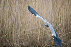 flying Grey Heron