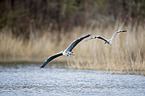 flying Grey Heron