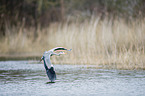 flying Grey Heron