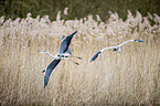 flying Grey Herons
