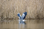 flying Grey Heron