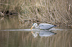 Grey Heron