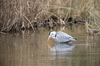 Grey Heron
