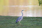 walking Grey Heron