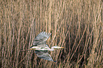 flying Grey Heron