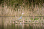standing Grey Heron