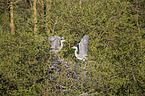 Grey Herons in the tree