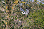 flying Grey Heron